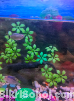 AQUARIUM FOR SALE WITH FISHES,DECORATION AND Power Filter